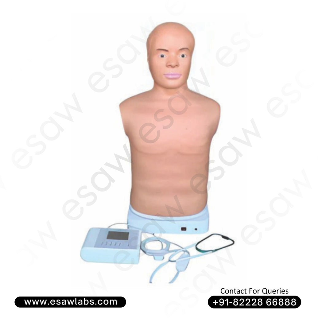 Adult Auscultation Manikin – High-Fidelity Half-Body Simulator for Cardiac &amp; Respiratory Sounds | ESAW India