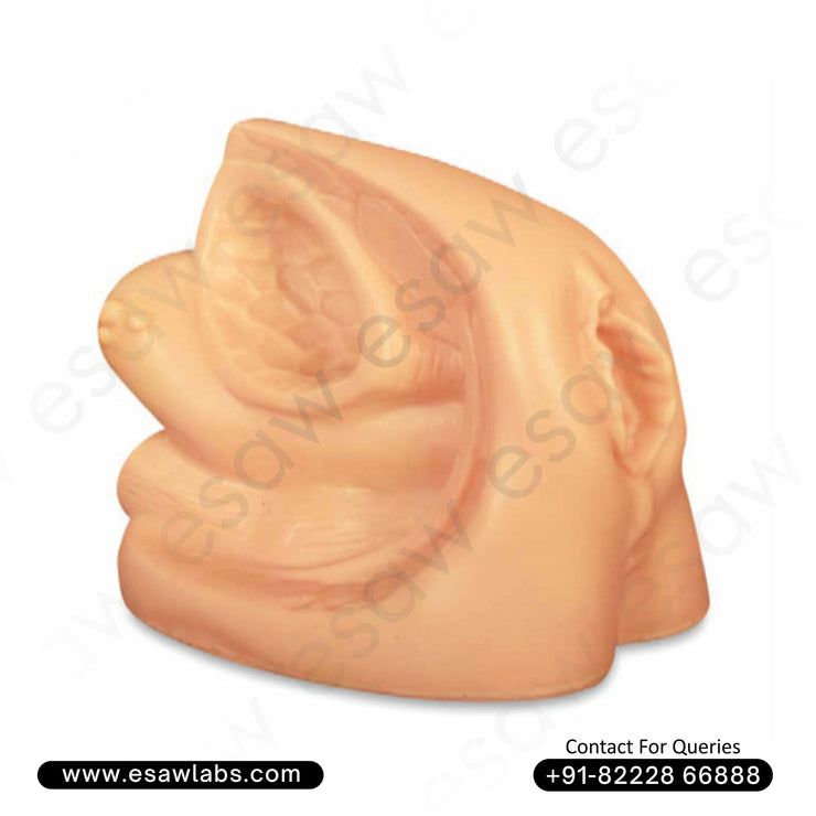 Advanced Female Genital Organs Anatomical Model – Internal &amp; External with Catheterization Training Function