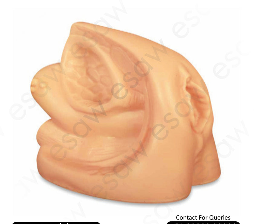 Advanced Female Genital Organs Anatomical Model – Internal &amp; External with Catheterization Training Function