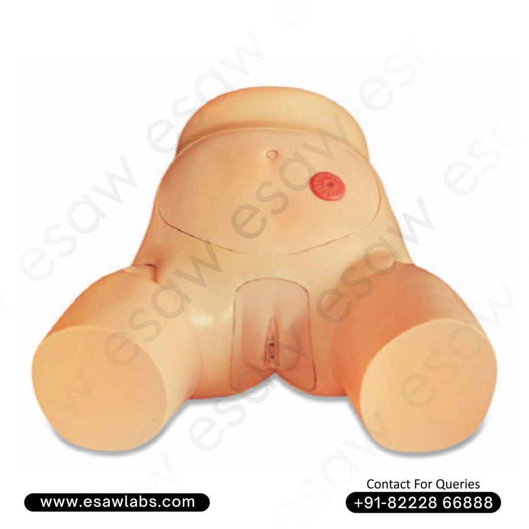 Advanced Male Urethral Catheterization Simulator | ESAW India