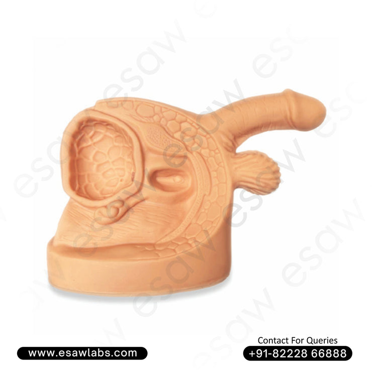 Advanced Male Genital Organs Anatomical Model – Internal &amp; External with Catheterization Practice Function