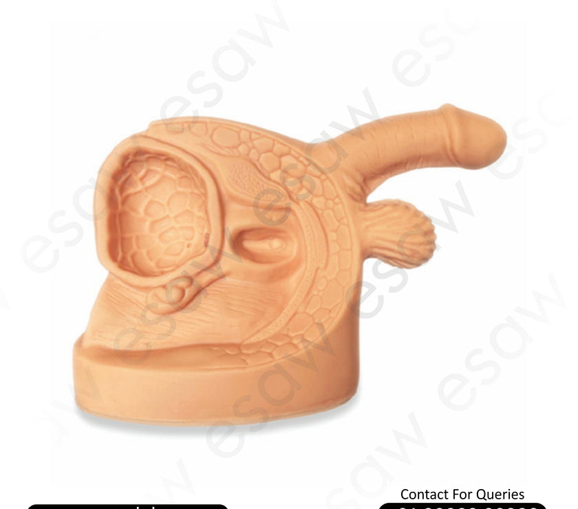 Advanced Male Genital Organs Anatomical Model – Internal &amp; External with Catheterization Practice Function