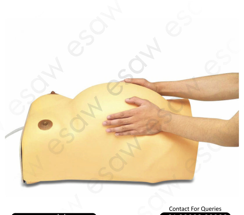 Advanced Maternity Examination Model / Palpation Simulator – For Medical Study &amp; Patient Education
