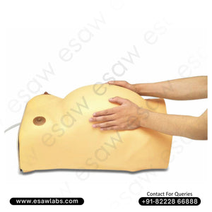 Advanced Maternity Examination Model / Palpation Simulator – For Medical Study &amp; Patient Education