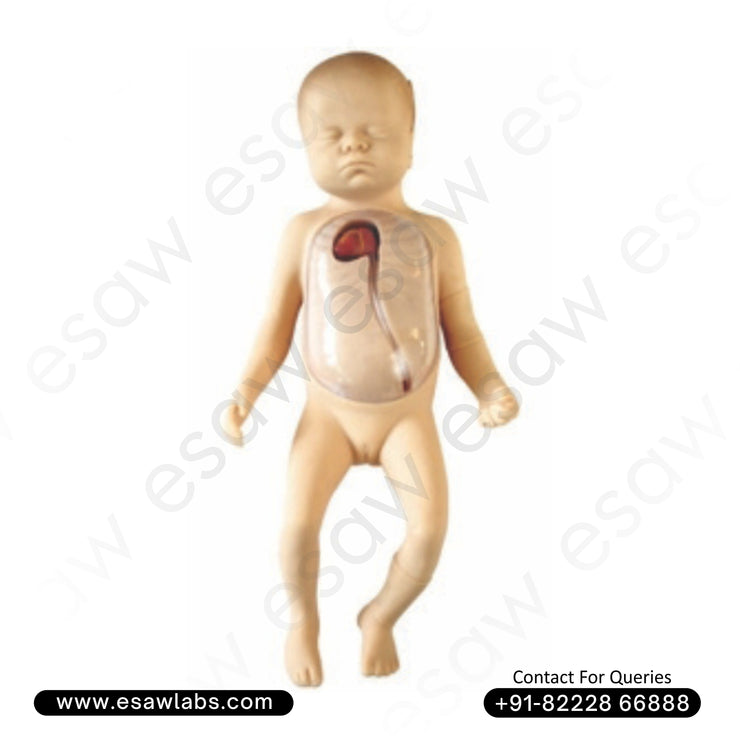 Advanced Neonatal PICC Line Training Model – Transparent Central Vein Catheterization Simulator | ESAW India