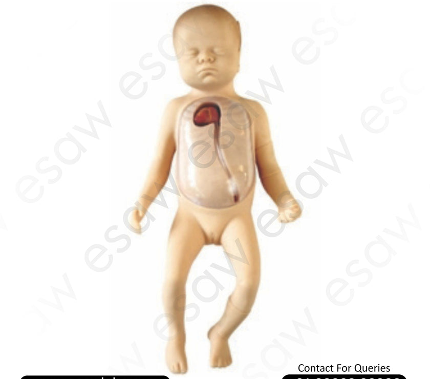Advanced Neonatal PICC Line Training Model – Transparent Central Vein Catheterization Simulator | ESAW India