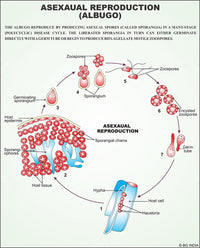 🖼️ Image ALT Tags:

"Genetics Chart Showing DNA and Heredity for Biology Labs"

"ESAW Laminated Genetics Poster for Classrooms"

"Mendelian Inheritance Visual Aid for Students"

"Educational Chromosome and Gene Chart for School Labs"