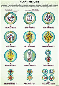 Buy Angiosperms Chart – Educational Plant Reproduction Poster for Biology Labs