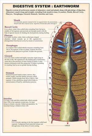 🖼️ Image ALT Tags:

"Annelida Biology Chart for Zoology Labs and Classrooms"

"Laminated Educational Chart Showing Segmented Worm Anatomy – ESAW"

"Zoology Teaching Chart of Annelida for Science Labs"

"Buy Annelida Chart Online – ESAW India Educational Charts"