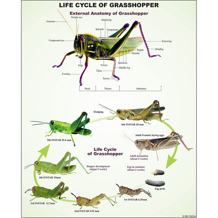 Arthropoda