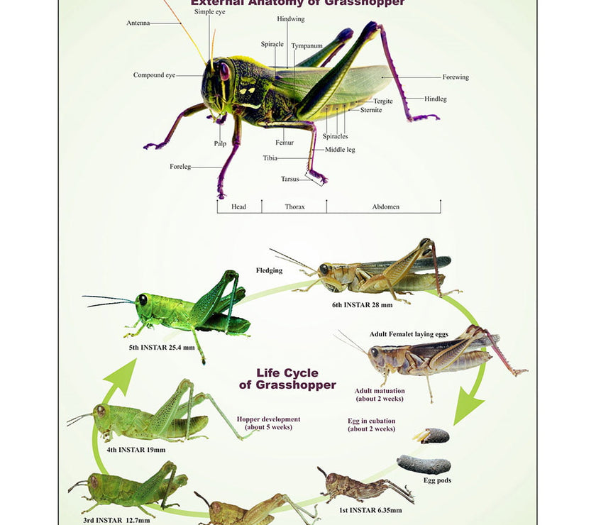 Arthropoda