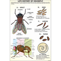 Buy Arthropoda Specimen Set – Export Quality Zoology Models by ESAW India
