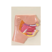 Image ALT Tags:

"Human Mouth Model with Teeth and Tongue for Dental Students"

"Oral Cavity Anatomy Lab Model for Schools and Colleges"

"ESAW Human Mouth Anatomy Model for Medical Demonstration"