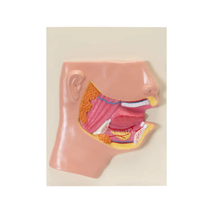 Image ALT Tags:

"Human Mouth Model with Teeth and Tongue for Dental Students"

"Oral Cavity Anatomy Lab Model for Schools and Colleges"

"ESAW Human Mouth Anatomy Model for Medical Demonstration"