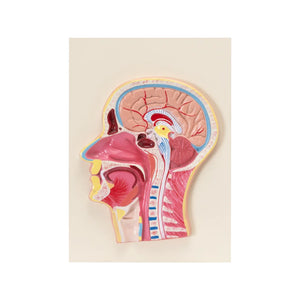 Image ALT Tags:

"Life-Size Head and Neck Model for Medical Anatomy Study"

"ESAW Human Anatomy Model for Medical &amp; Nursing Labs"

"Educational Craniofacial Structure Model for Schools and Colleges"