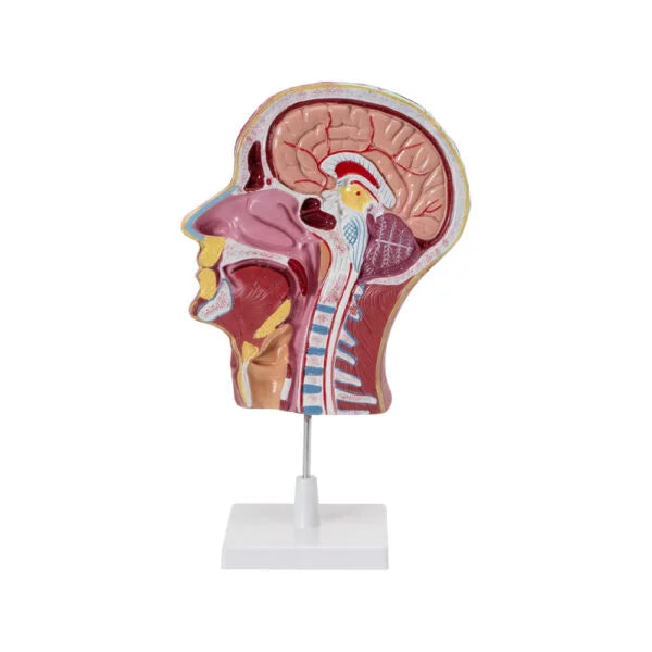HEAD & NECK MODEL ON STAND