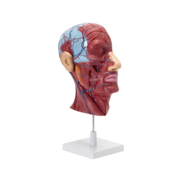 HEAD & NECK MODEL ON STAND