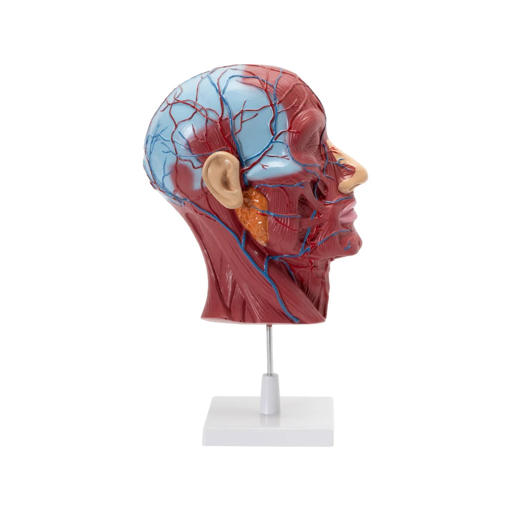 🖼 Image ALT Tags:

"Head and Neck Anatomy Model on Stand for Medical Labs"

"Human Head and Neck Structure Teaching Tool for Biology"

"Life-Size Anatomical Head Model for Nursing and Medical Colleges"