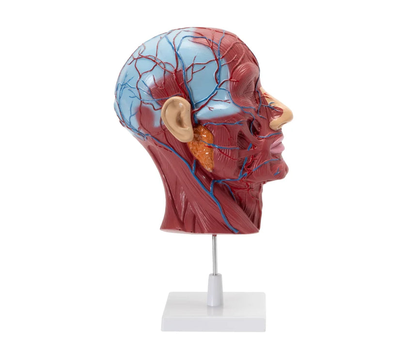 HEAD & NECK MODEL ON STAND
