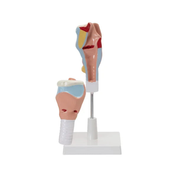 HUMAN LARYNX MODEL