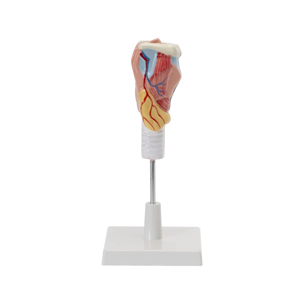 Image ALT Tags:

"Human Larynx Model Life-Size for Medical Training"

"Educational ENT Model for Anatomy Classes"

"ESAW India Larynx Model for Biology Labs"