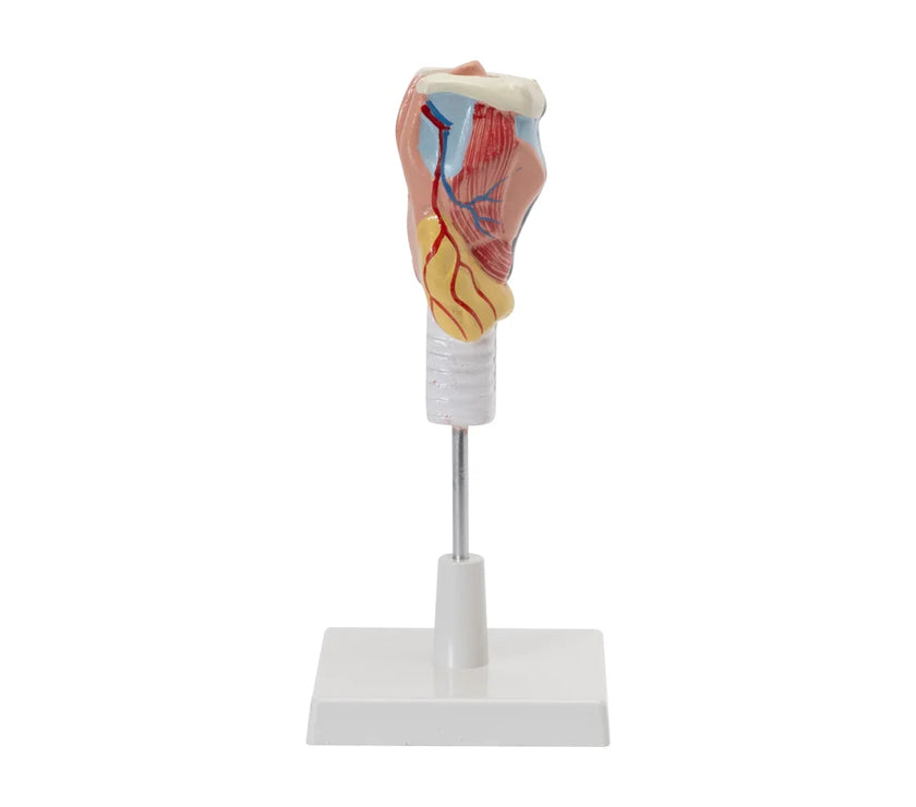 HUMAN LARYNX MODEL