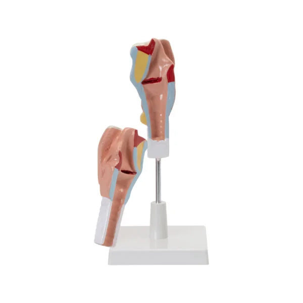 HUMAN LARYNX MODEL