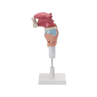 Buy Human Larynx Model – 5-Part Life-Size with Tongue, Teeth & Trachea for Medical & Lab Training