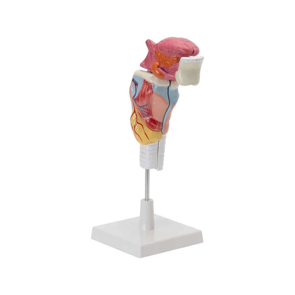 Image ALT Tags:

"Life-Size Human Larynx Model with Tongue and Teeth"

"Anatomical Larynx Model for Medical Colleges"

"5-Part Larynx and Trachea Model for Science Education"