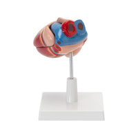 Buy Human Heart Model – Life-Size Anatomical Heart Replica for Science & Medical Training
