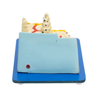 Buy Bone Microstructure Model – Enlarged Educational Anatomy Model for Medical and Science Labs