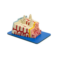 Buy Bone Microstructure Model – Enlarged Educational Anatomy Model for Medical and Science Labs
