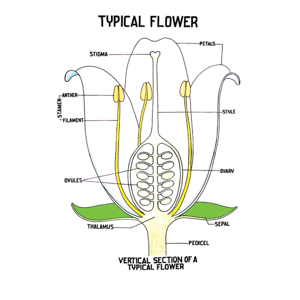 Botany Charts