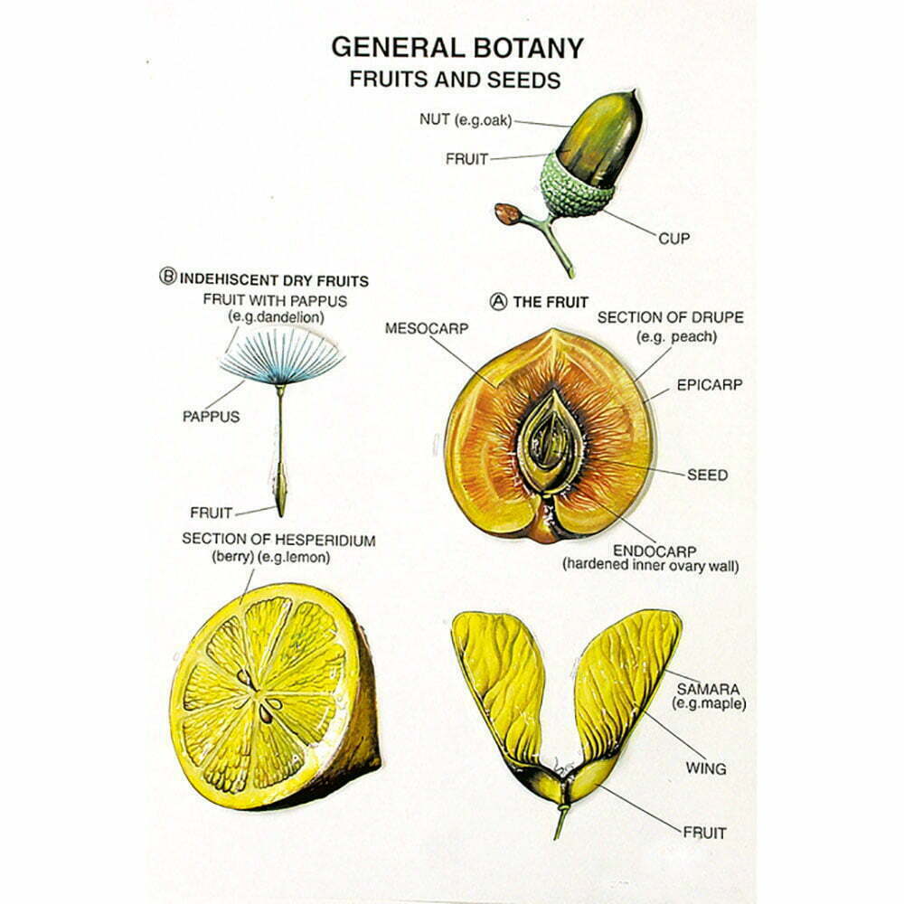 Buy Botany Series I – Plant Cell, Tissue & Structure Teaching Models