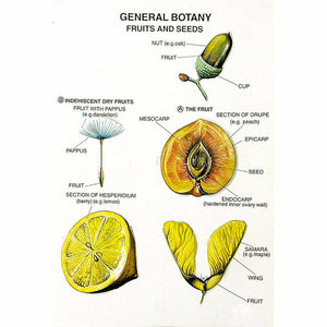 Buy Botany Series I – Plant Cell, Tissue & Structure Teaching Models