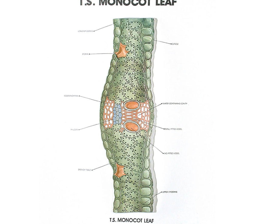 Botany Model Buy Botany Series III – Educational Plant Reproduction Models for Labs