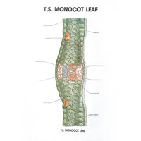 Buy Botany Series III – Educational Plant Reproduction Models for Labs & Schools