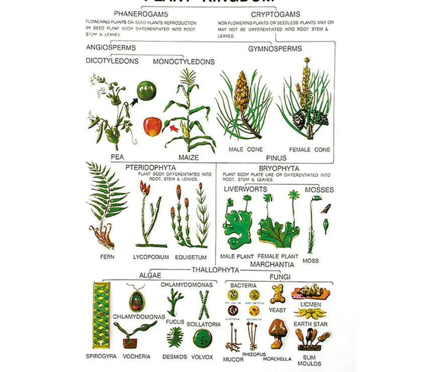Botany Model Buy Botany Series IV – High-Quality Botanical Study Models for Labs &C
