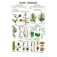 Buy Botany Series IV – High-Quality Botanical Study Models for Labs &Classrooms
