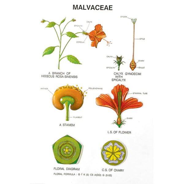 🖼 Image ALT Tags:

"Botany Series IV Educational Plant Models for School Labs"

"ESAW India Botanical Structure Set for Classrooms and Colleges"

"Durable Lab Models for Plant Morphology Study"