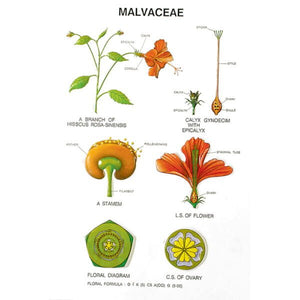 🖼 Image ALT Tags:

"Botany Series IV Educational Plant Models for School Labs"

"ESAW India Botanical Structure Set for Classrooms and Colleges"

"Durable Lab Models for Plant Morphology Study"