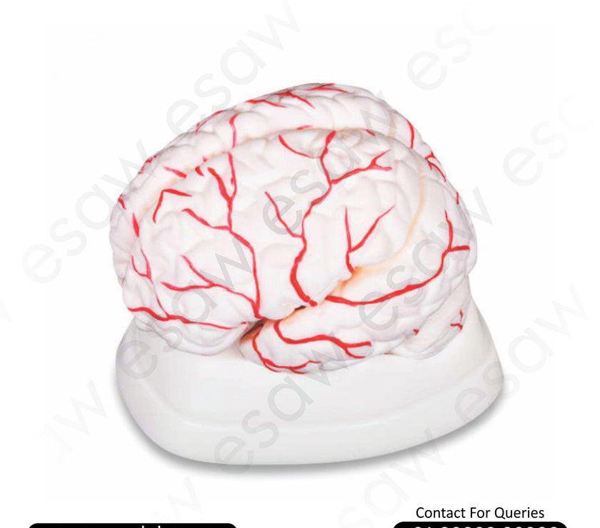 🧠 Buy Brain with Arteries on Head Model – 8-Part Dissectible Life-Size Brain Anatomy with Vascular Supply | ESAW India