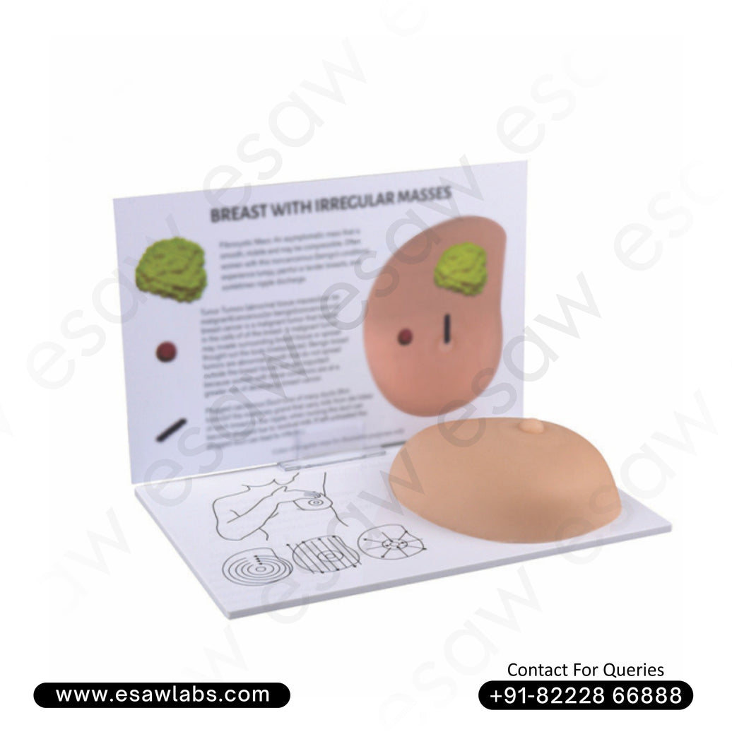Breast Self-Examination Training Model with Irregular Masses – Full Size