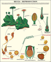 🖼️ Image ALT Tags:

"Bryophyta and Pteridophyta Plant Chart for Biology Labs"

"ESAW Educational Chart on Mosses and Ferns for Classrooms"

"Laminated Plant Kingdom Poster for School and College Use"

"Botanical Classification Chart for Science Students"