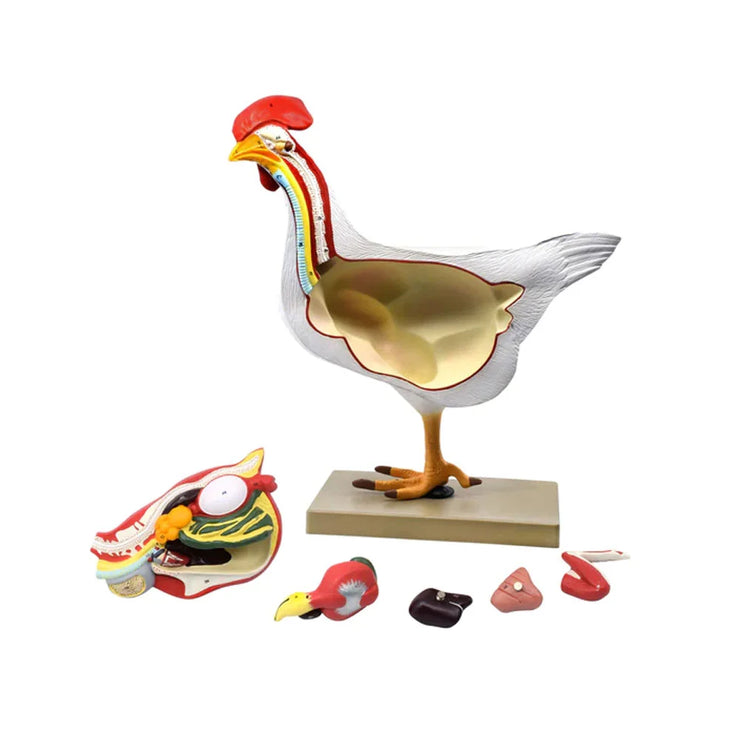CHICKEN ANATOMY MODEL, 6 PARTS – LIFE SIZE