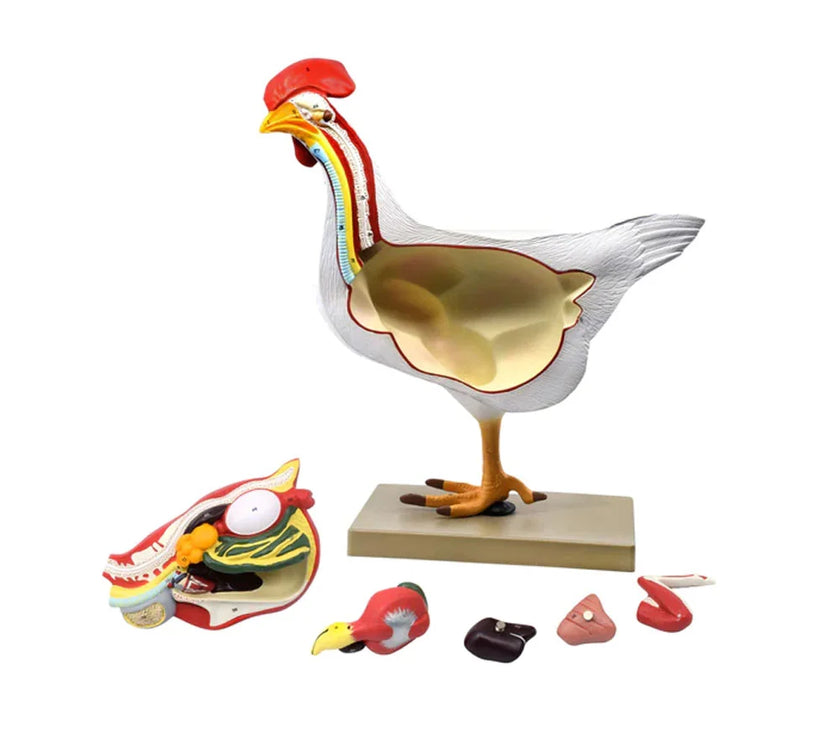 CHICKEN ANATOMY MODEL, 6 PARTS – LIFE SIZE