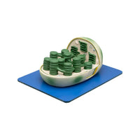 Buy Chloroplast Model – 3D Educational Aid for Plant Biology Labs