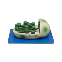 Buy Chloroplast Model – 3D Educational Aid for Plant Biology Labs