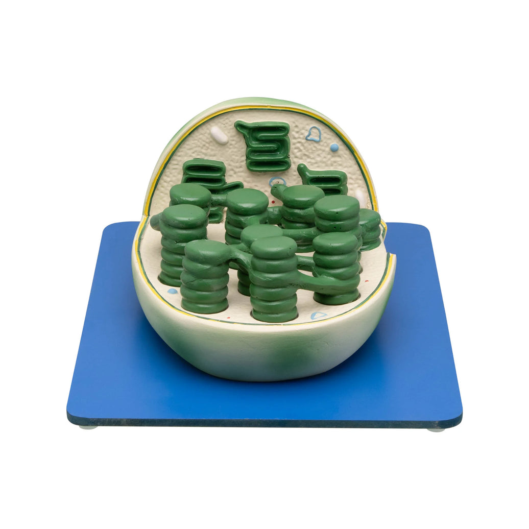 🖼️ Image ALT Tags:

"Chloroplast Model with Thylakoids and Grana for Botany Lab"

"3D Chloroplast Structure Educational Model for Students"

"Plastic Chloroplast Model for School and College Biology Labs"