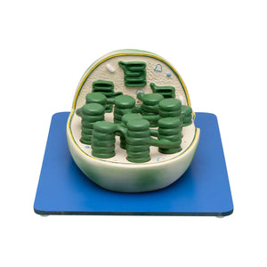 🖼️ Image ALT Tags:

"Chloroplast Model with Thylakoids and Grana for Botany Lab"

"3D Chloroplast Structure Educational Model for Students"

"Plastic Chloroplast Model for School and College Biology Labs"